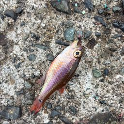 クロホシイシモチ