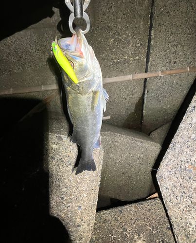 ディズニーリゾート付近