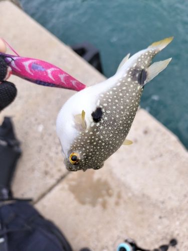 フグの釣果