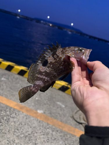 キジハタの釣果