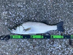 フッコ（ヒラスズキ）の釣果