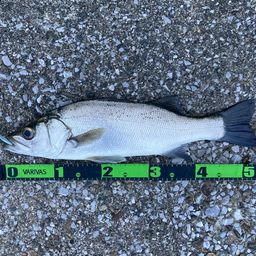 フッコ（ヒラスズキ）