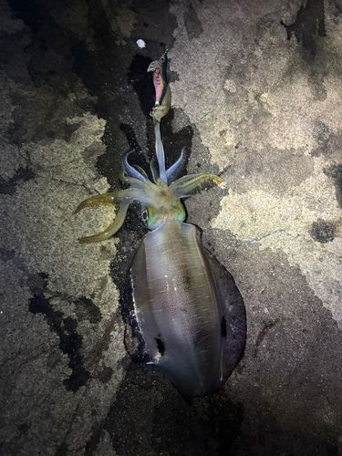 アオリイカの釣果
