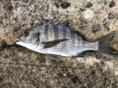 クロダイの釣果