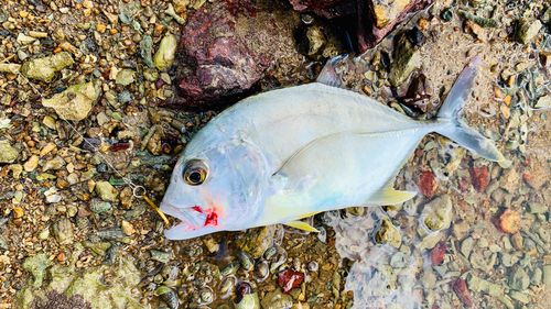 ロウニンアジの釣果