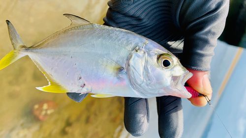 ロウニンアジの釣果