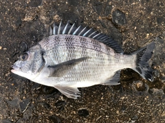 クロダイの釣果