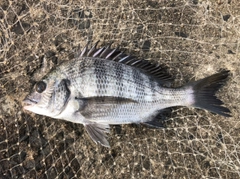 クロダイの釣果