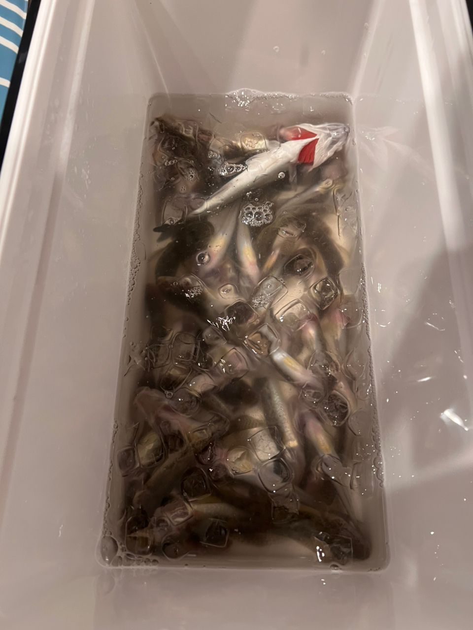 noraですさんの釣果 1枚目の画像