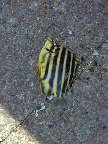 カゴカキダイの釣果