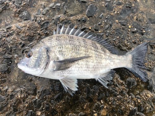 クロダイの釣果