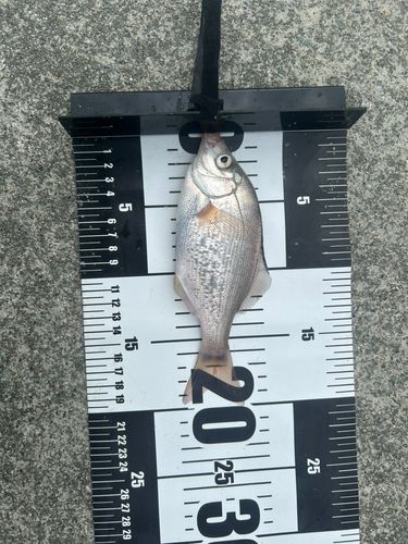 アイナメの釣果