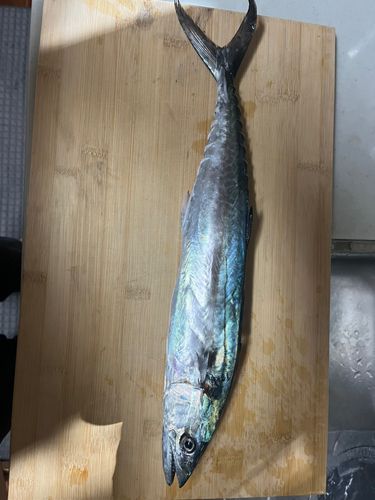 サゴシの釣果