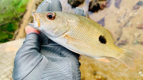 イッテンフエダイの釣果