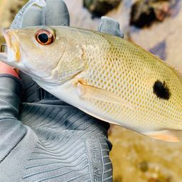 イッテンフエダイ