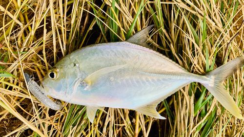 ロウニンアジの釣果