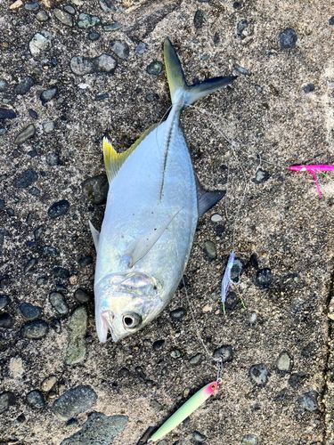 ギンガメアジの釣果