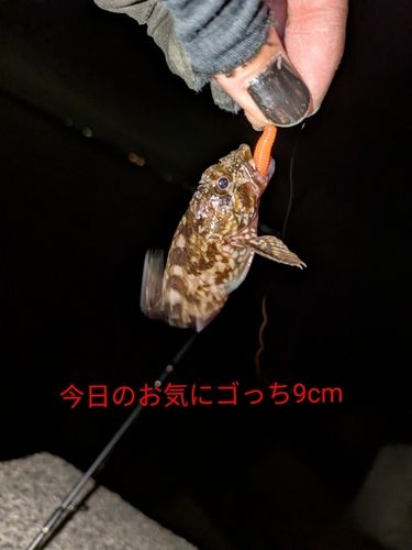 カサゴの釣果