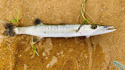 オニカマスの釣果