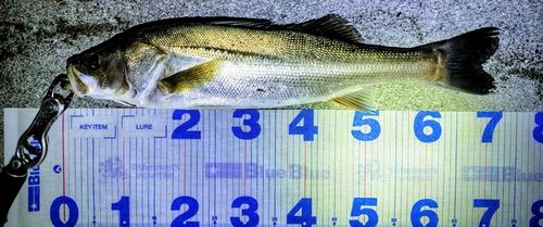 シーバスの釣果