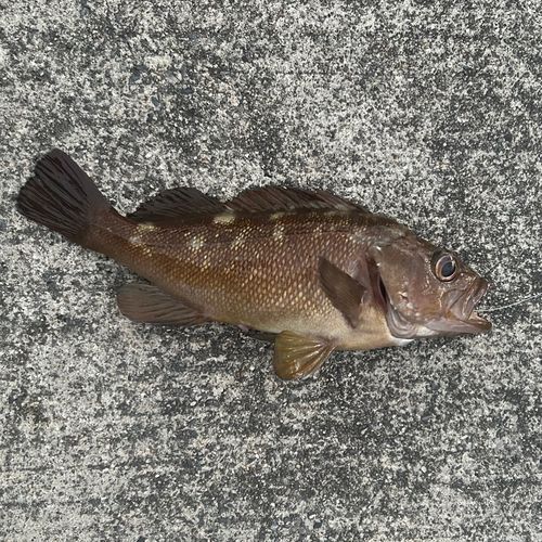 船越湾（岩手）