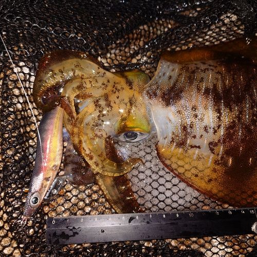 アオリイカの釣果