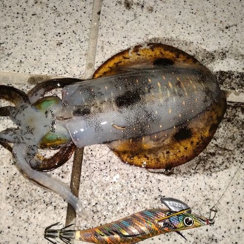 ベイサイドビーチ坂