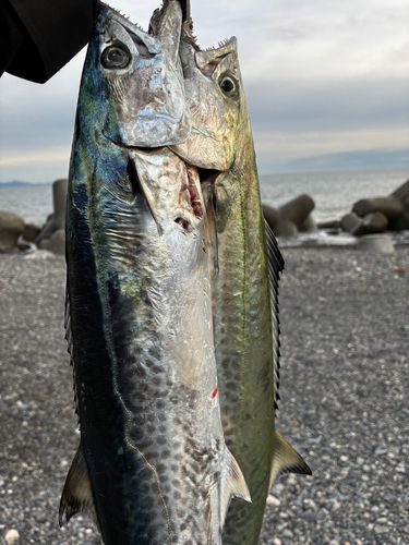 サゴシの釣果