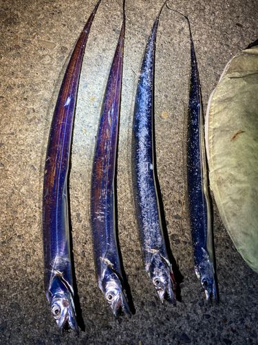 タチウオの釣果