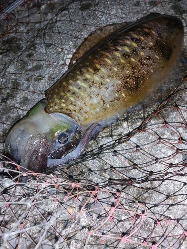 アオリイカの釣果