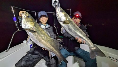 シーバスの釣果