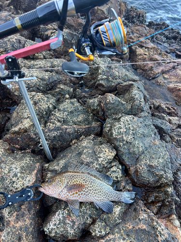 オオモンハタの釣果