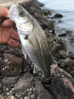 セイゴ（ヒラスズキ）の釣果