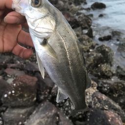 セイゴ（ヒラスズキ）