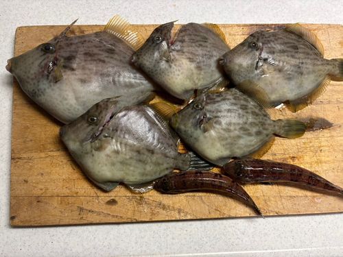 カワハギの釣果