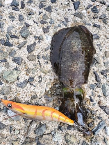 アオリイカの釣果