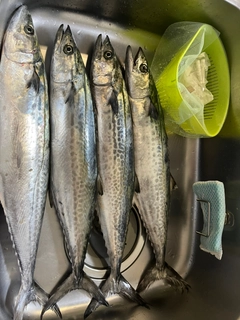 サゴシの釣果