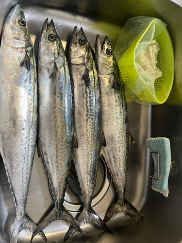 サゴシの釣果