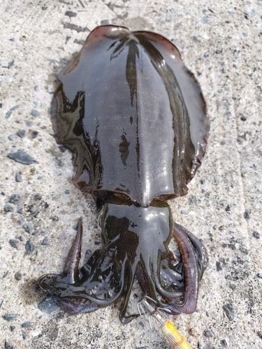 アオリイカの釣果