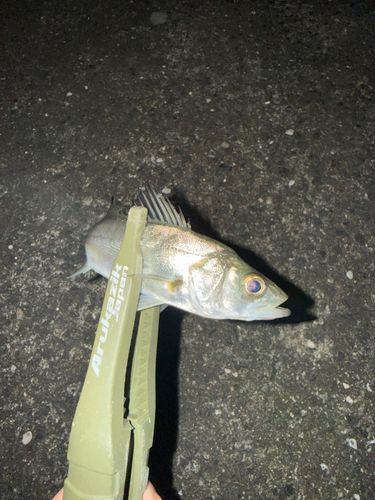 セイゴ（ヒラスズキ）の釣果