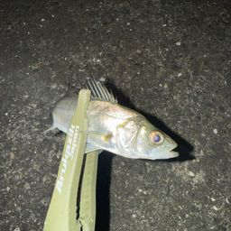 セイゴ（ヒラスズキ）