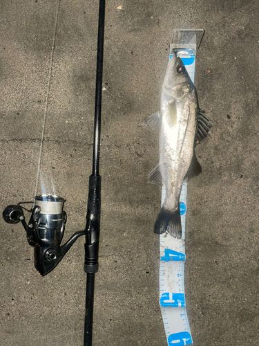 シーバスの釣果