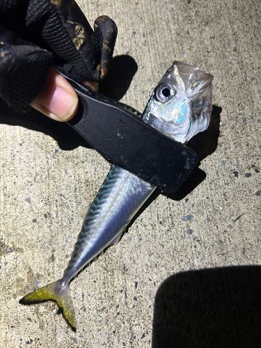 サバの釣果