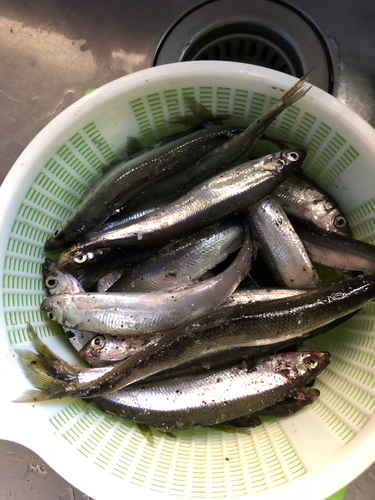 チカの釣果