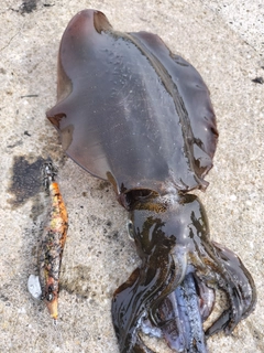 アオリイカの釣果