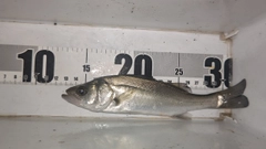 セイゴ（マルスズキ）の釣果