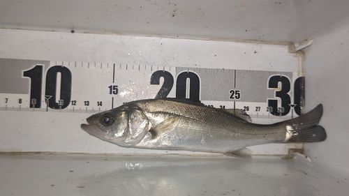 セイゴ（マルスズキ）の釣果