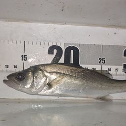 セイゴ（マルスズキ）