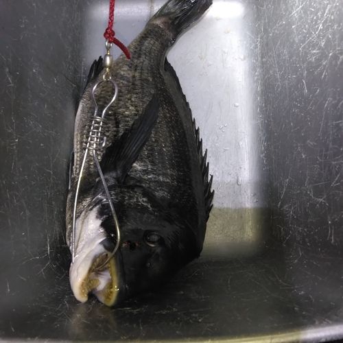 チヌの釣果