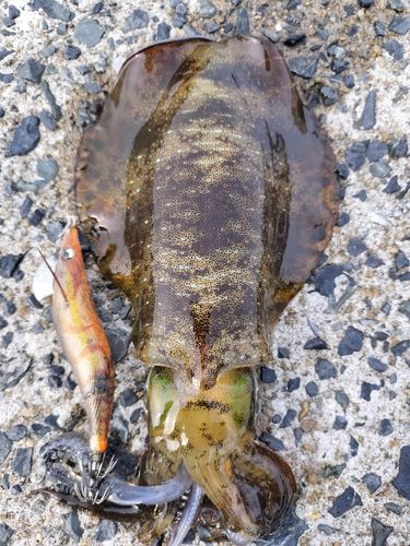 アオリイカの釣果